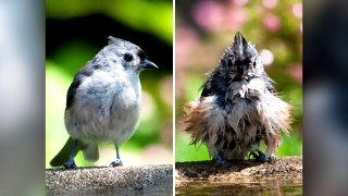 Funny Animals Before And After A Bath