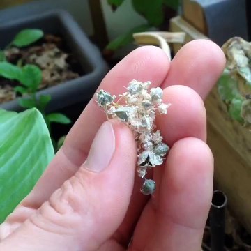 Comment récuperer graines oignons