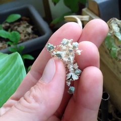 Comment récuperer graines oignons