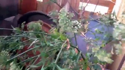 Comment récuperer des graines de persil