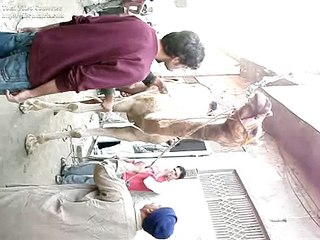 camel qurbani in lahore 10-12-2008