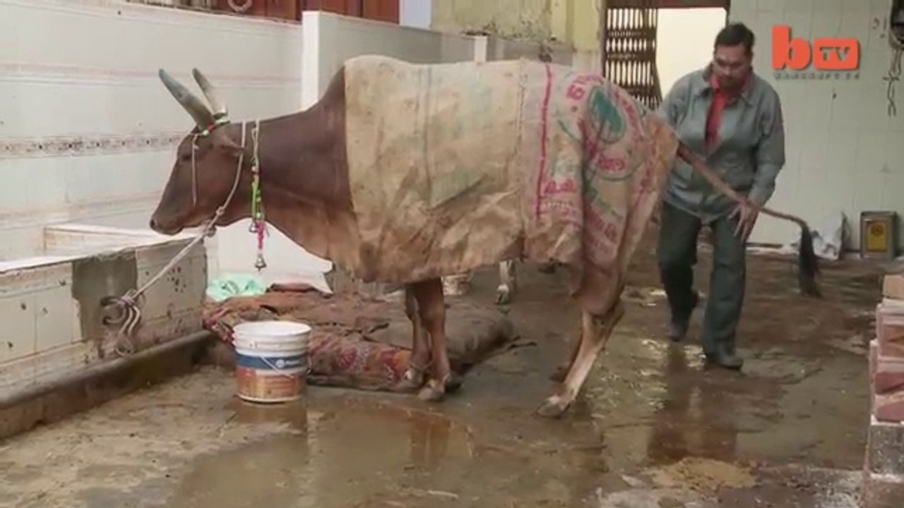 India cow urine