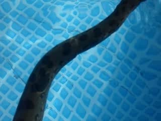 mon anacanda se baigne