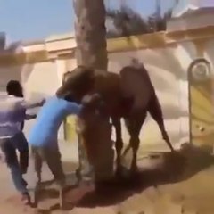 Camel Gone Crazy and tourists head