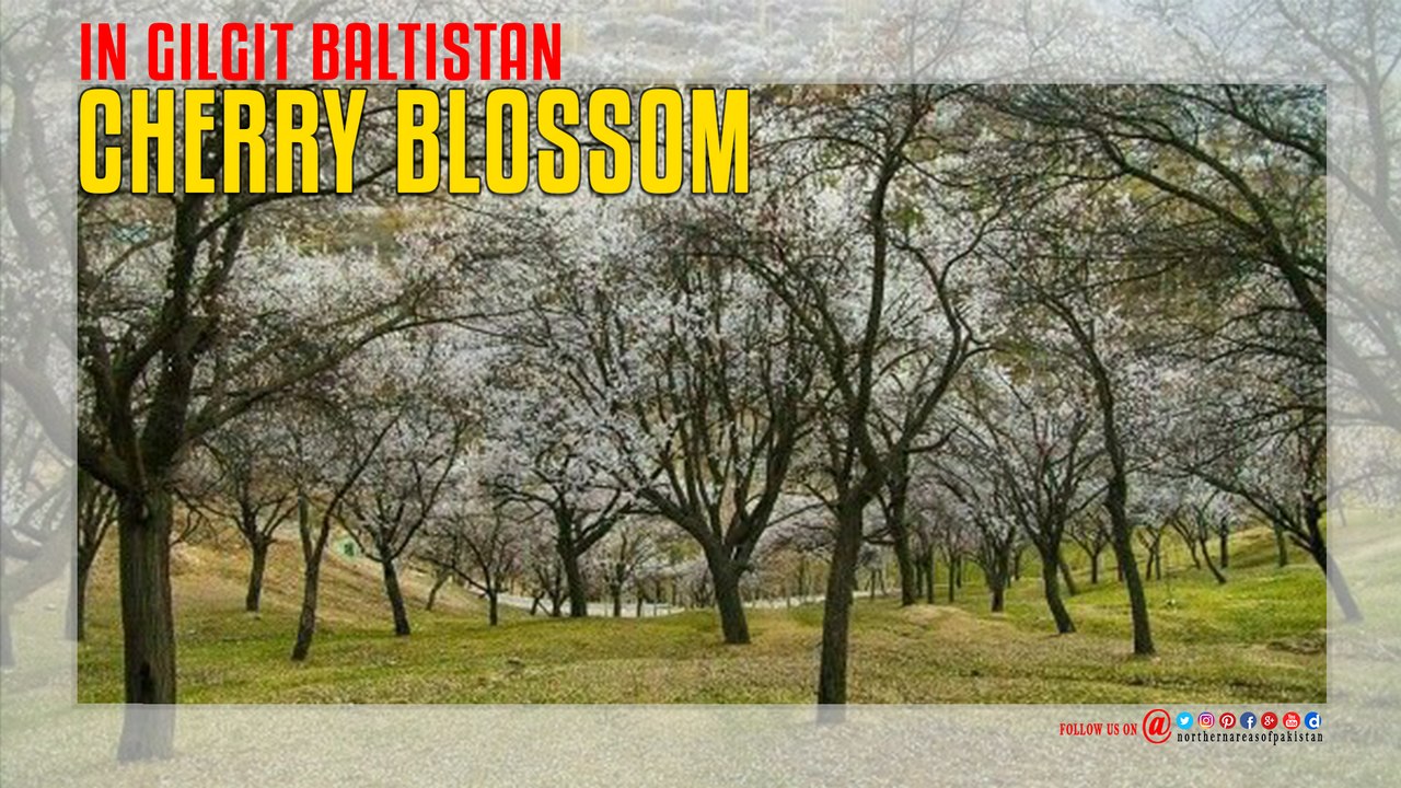 Cherry blossom In Gilgit Baltistan