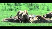 Lion Attack Buffalo  Most Amazing Wild Animal Attacks #16  Craziest Animal Fights