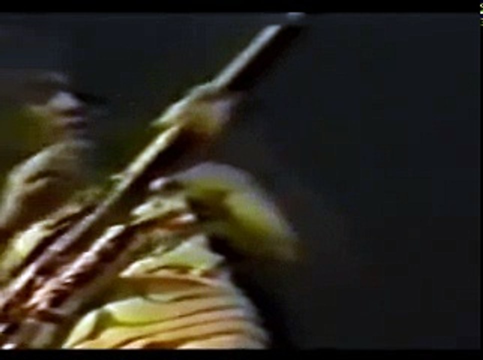 Eddie Van Halen-Eruption '82 Pt. 2