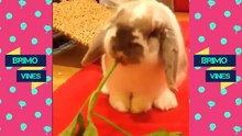 funny animals vines compilatio