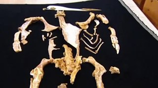 26 Millionen Jahre alter Riesenpinguin entdeckt