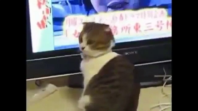 Lustige Katzen Videos zum totlachen Teil 1 2013360p H 264 AAC