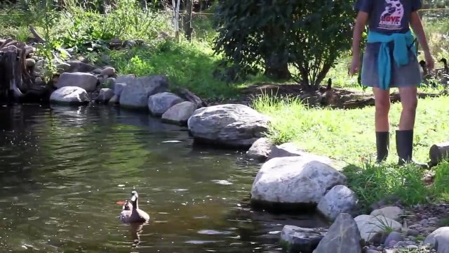Premier bain d'une bande de canards d'élevage... Mignon !