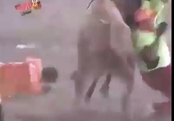 Assommé par les couilles d'un taureau