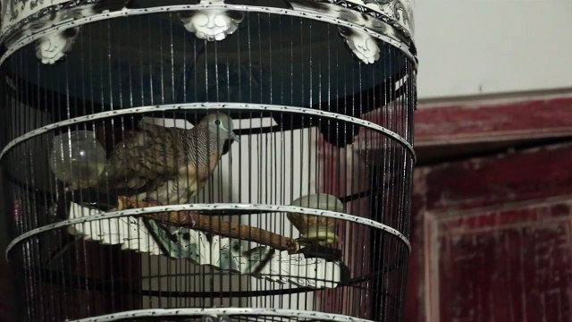 Perkutut bernama Janis Joplin - bernyanyi Blues....