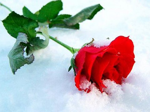 SNEZANA DJURISIC- JUTROS MI JE RUZA PROCVETALA