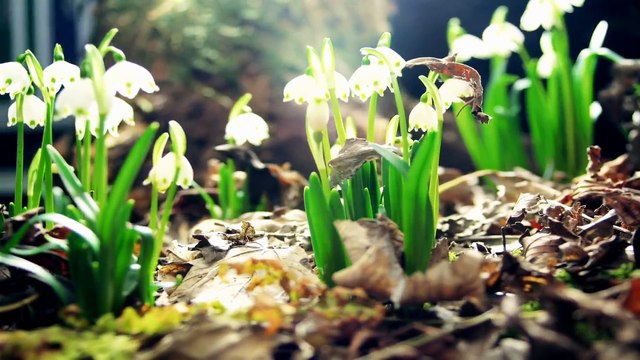 Amazing Nature Full HD 1080p Time Lapse