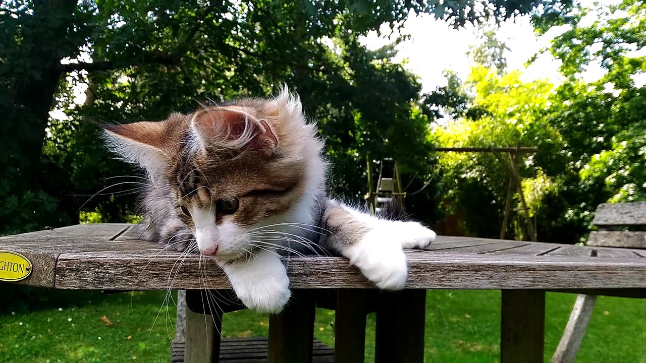 Mattias des Chênes d'Or