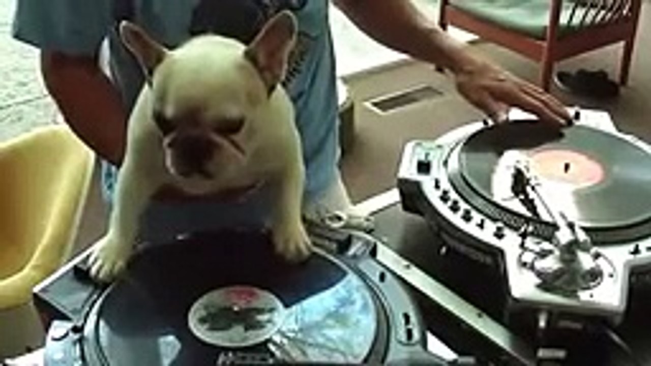 Funny and Cute Dogs Compilation 2017