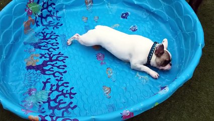 French bulldogs don't need water to swim