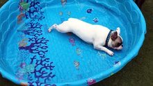 French bulldogs don't need water to swim