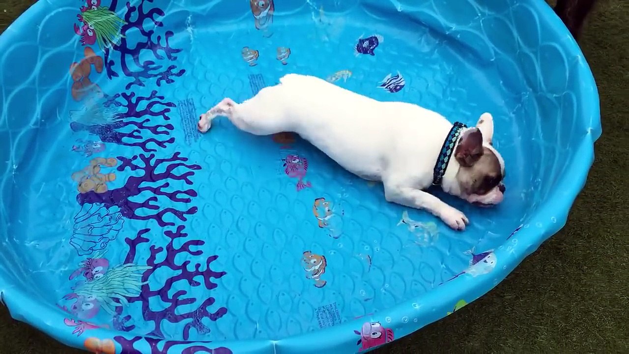 French bulldogs don't need water to swim