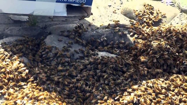 Api sciame. Bees (DANGEROUS) swarm of bees 100.000 bees