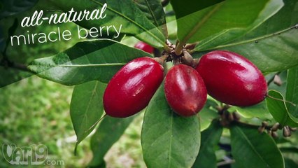 Amazing tablet turns sour foods sweet.