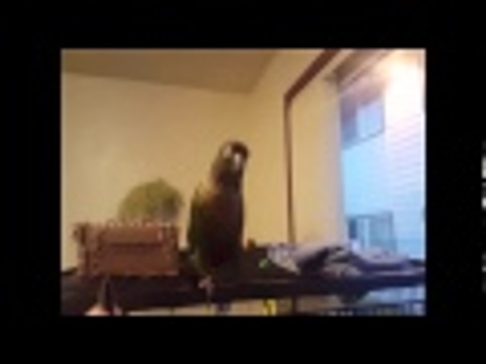 Eureka the bird saying her name!