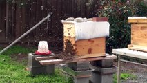 (1) Bees Swarming from our Hive