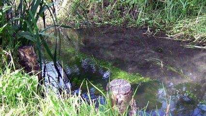 Rural Steve - Summer countryside sounds with relaxing stream