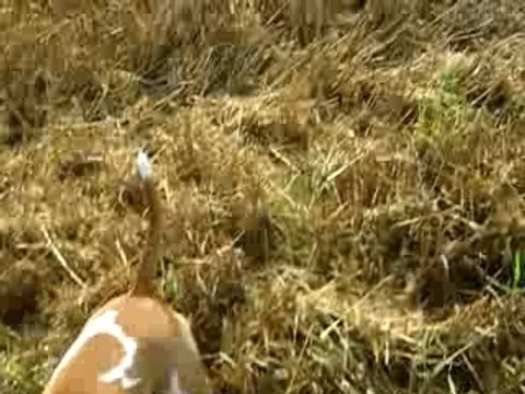 billig ma bull terrier dans le champ de blés