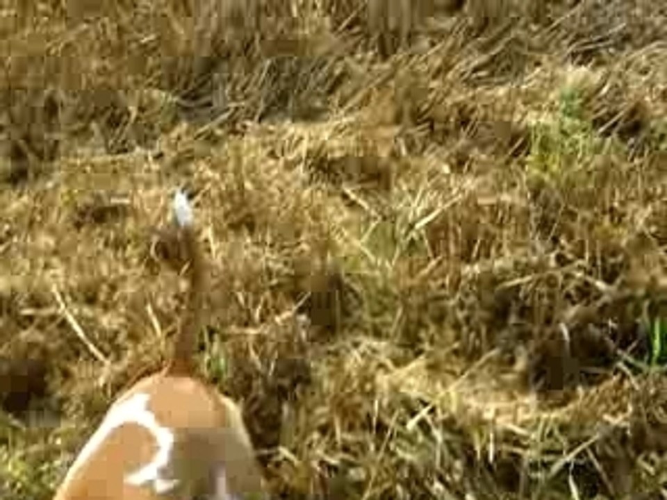 billig ma bull terrier dans le champ de blés