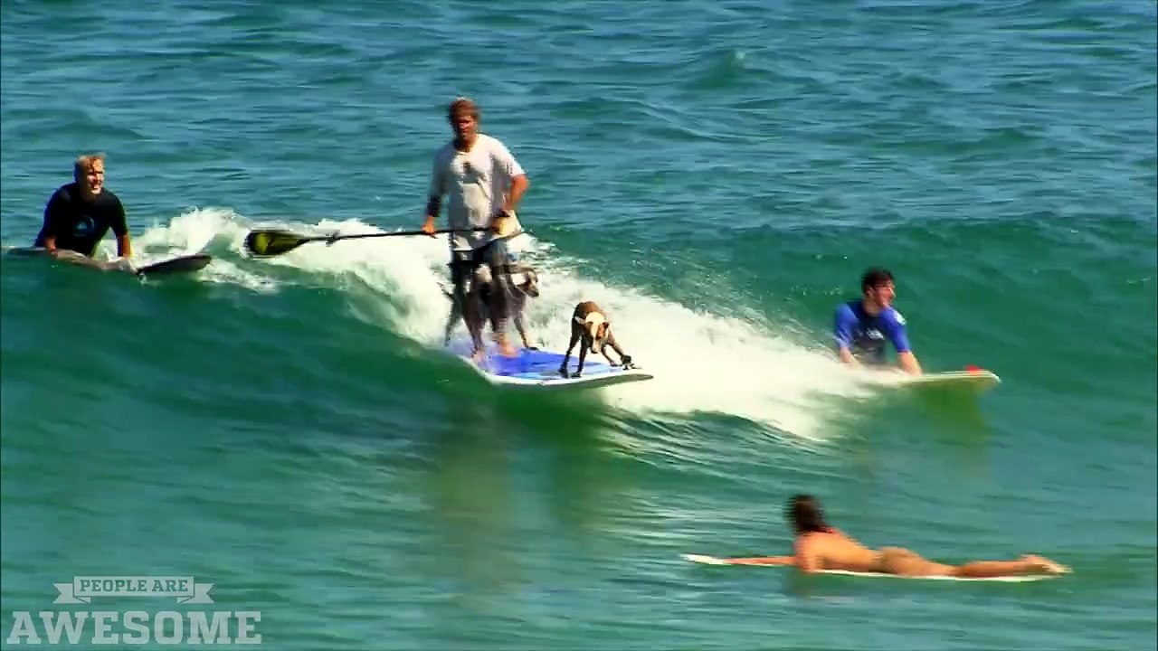 People and Dogs are Awesome.