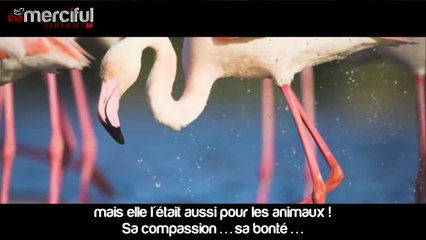 Ayez de la Compassion pour la Création d'Allah - Les Animaux en Islam.