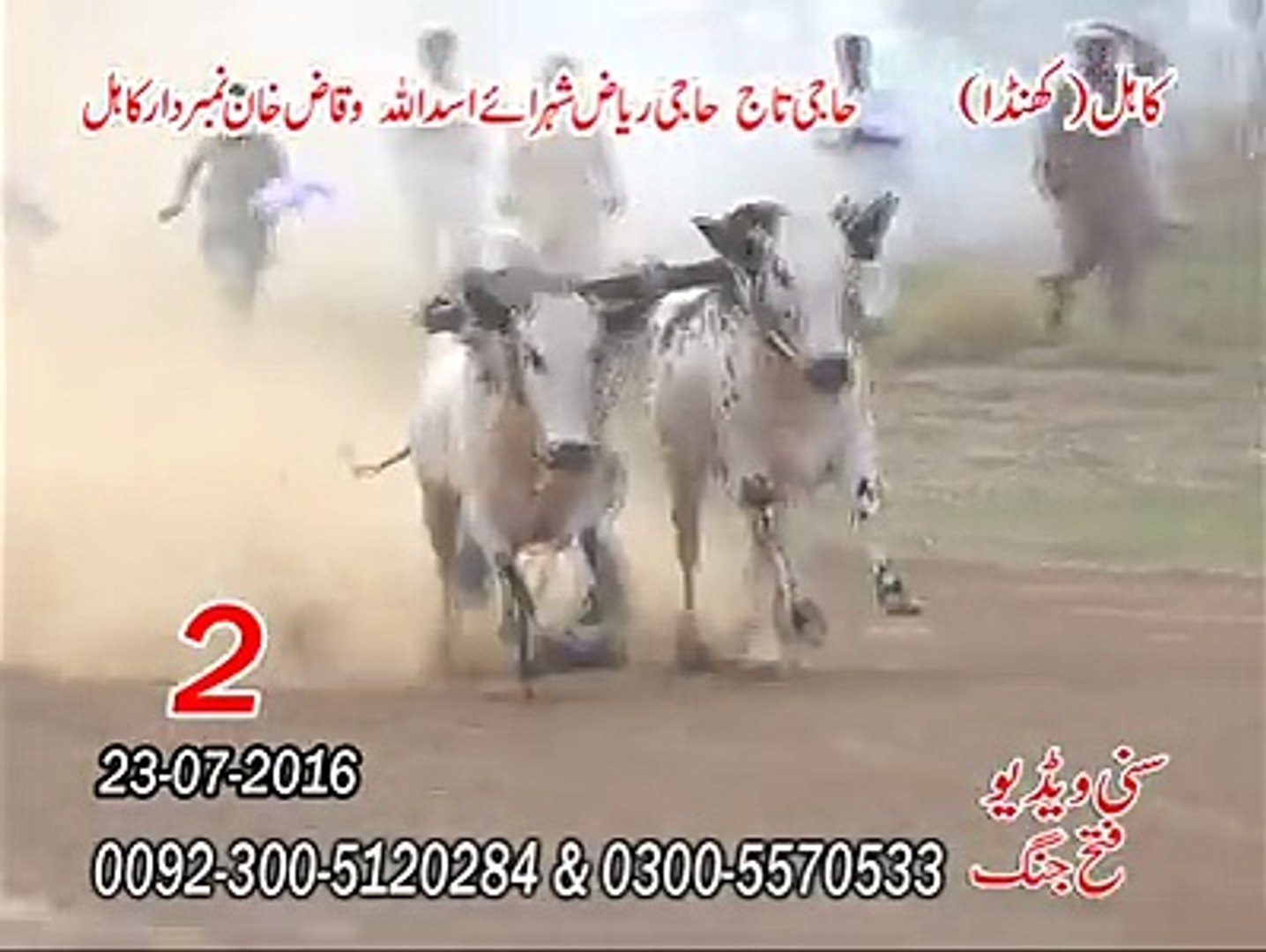 ⁣Bull race