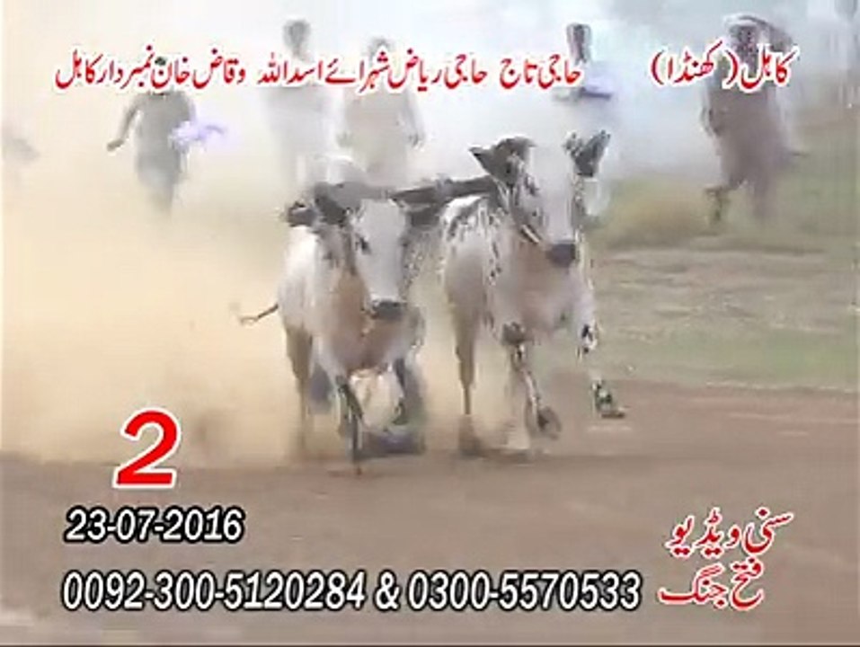 Bull race