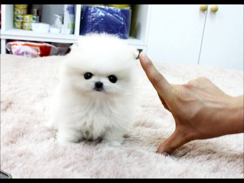 Boutique Teacup Puppies ~ Micro Teacup Pomeranians Tiniest Pom Puppies! !
