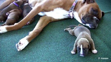 Boxer s Three-Day-Old Puppies (in HD) !