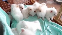 Bunch of fluffy puppies! So cute! Pomeranian puppies! !