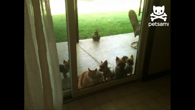 Cat opens door for puppies !
