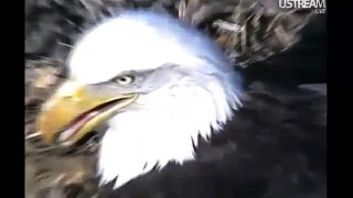 Decorah Eagles Mom's Nictitating Membrane   3-25-12