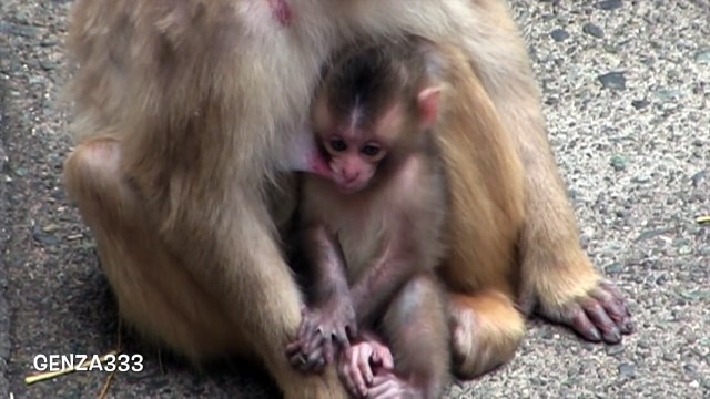 Baby Monkey newborn drinking breast milk : Cute Baby Animal Video