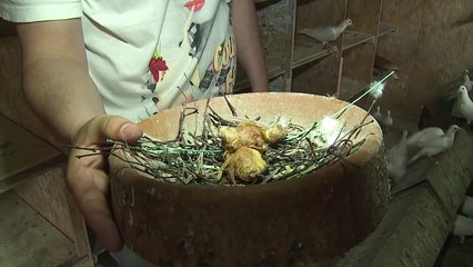 ЭНТУЗИАСТЫ РАЗВОДЯТ ПОРОДИСТЫХ ГОЛУБЕЙ НА ОКРАИНЕ РЕУТОВА    10.06.15