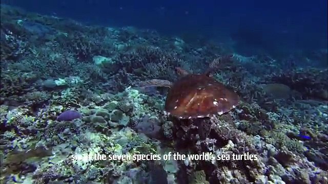 Pour protéger les requins de la Grande Barrière de corail ils rachètent toutes les licences de chasse - WWF