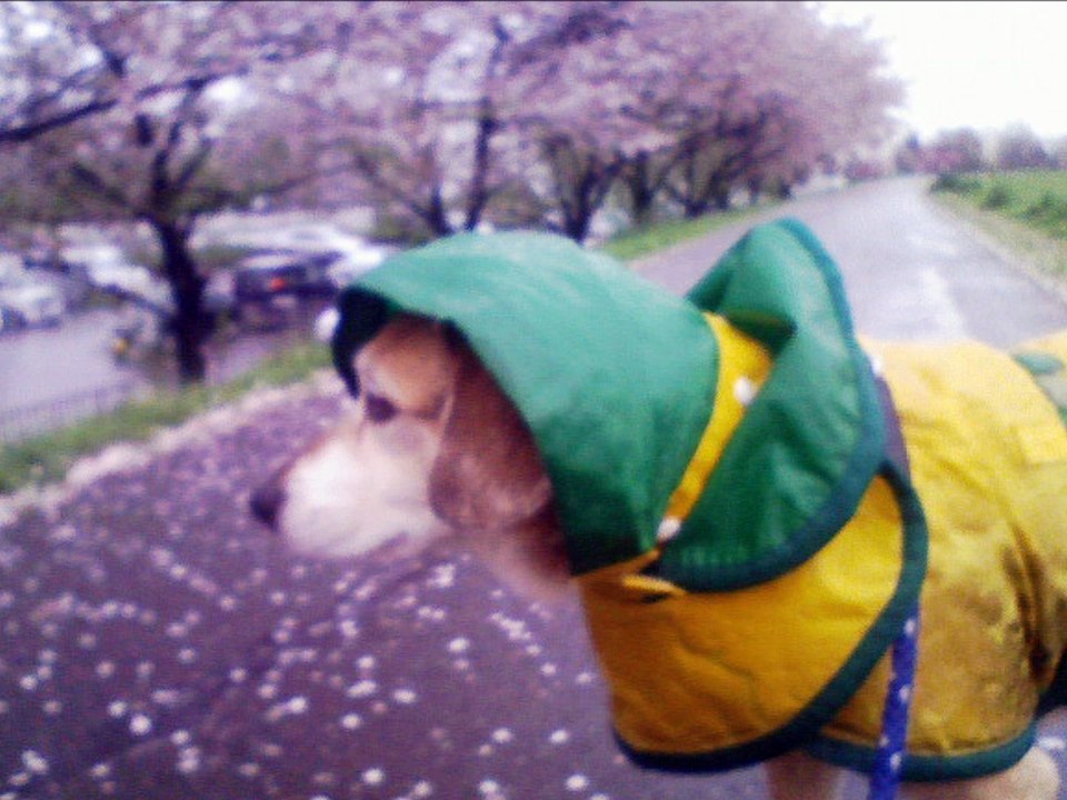 チョコブーと桜