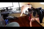 Как отучить кота ходить по столу)