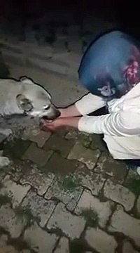 Elle fait boire un chien dans ses mains et regardez comment il la remercie