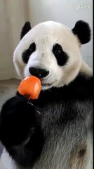 Ce panda kiffe sa glace