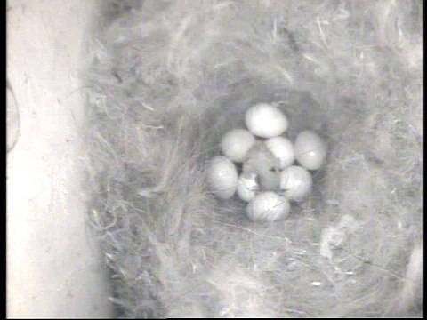 Nichoir mésange charbonnière - 25 avril 2010 - 13h42