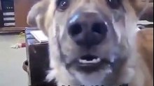 La réaction de ce chien lorsque son maître lui dit qu'il a donné sa nourriture au chat, est à mourir de rire !
