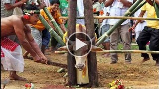 Hindu animal festival